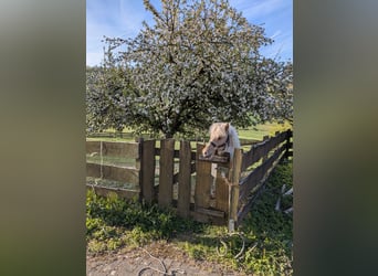 Shetland Ponies, Stallion, 1 year, 11 hh, Pinto