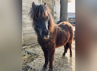 Shetland Ponies, Stallion, 1 year, 5.3 hh, Black