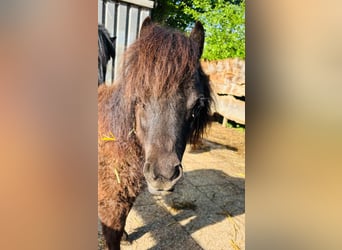 Shetland Ponies, Stallion, 1 year, 5.3 hh, Black