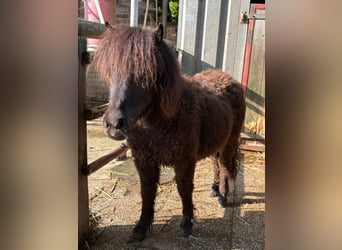Shetland Ponies, Stallion, 1 year, 5.3 hh, Black