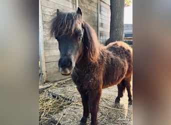 Shetland Ponies, Stallion, 1 year, 5.3 hh, Black