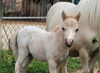 Shetland Ponies, Stallion, 1 year, 7.3 hh, Leopard-Piebald