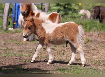 Shetland Ponies, Stallion, 1 year, 7.3 hh, Pinto
