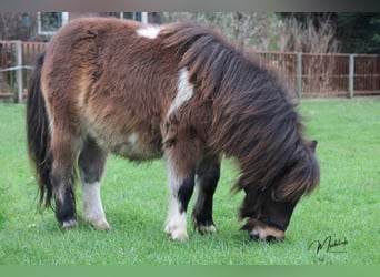 Shetland Ponies, Stallion, 1 year, 8,1 hh, Pinto