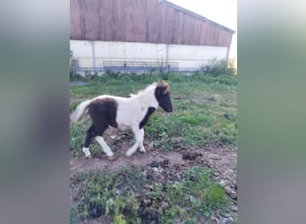 Shetland Ponies, Stallion, 1 year, 8,3 hh