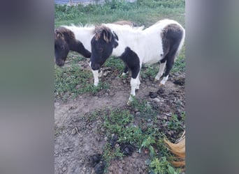 Shetland Ponies, Stallion, 1 year, 8,3 hh