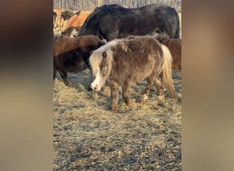 Shetland Ponies Mix, Stallion, 1 year, 8.3 hh, Pinto
