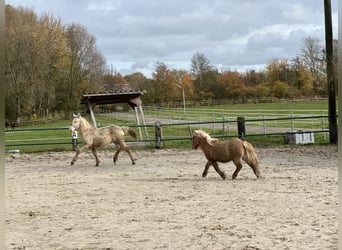 Shetland Ponies, Stallion, 1 year, 8,1 hh, Chestnut-Red