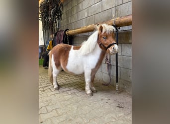 Shetland Ponies, Stallion, 1 year, 8,1 hh, Pinto