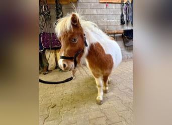 Shetland Ponies, Stallion, 1 year, 8,1 hh, Pinto