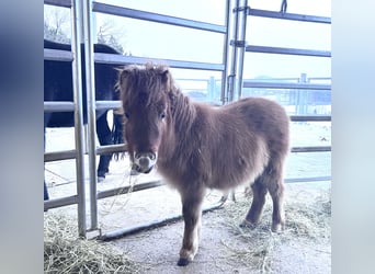 Shetland Ponies, Stallion, 1 year, 8,2 hh, Chestnut-Red
