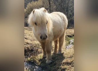 Shetland Ponies, Stallion, 1 year, 8,3 hh, Palomino