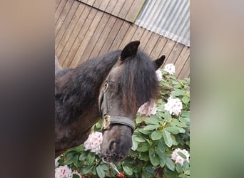 Shetland Ponies, Stallion, 1 year, 9,1 hh, Black