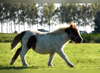 Shetland Ponies, Stallion, 1 year, 9,1 hh, Pinto