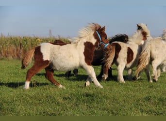 Shetland Ponies, Stallion, 1 year, 9,1 hh, Pinto