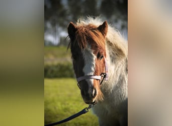 Shetland Ponies, Stallion, 1 year, 9,1 hh, Pinto