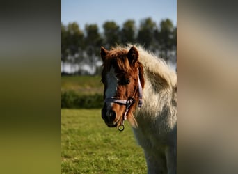 Shetland Ponies, Stallion, 1 year, 9,1 hh, Pinto