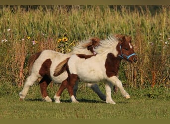 Shetland Ponies, Stallion, 1 year, 9,1 hh, Pinto