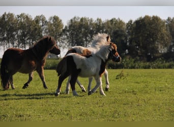 Shetland Ponies, Stallion, 1 year, 9,1 hh, Pinto