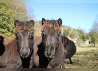 Shetland Ponies, Stallion, 1 year, 9,2 hh, Black