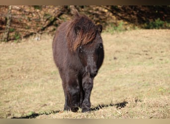 Shetland Ponies, Stallion, 1 year, 9,2 hh, Black