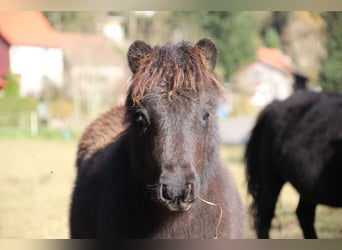 Shetland Ponies, Stallion, 1 year, 9,2 hh, Black