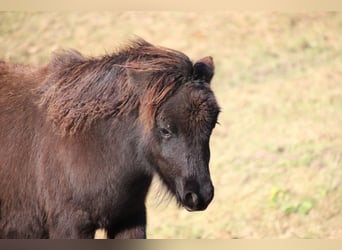 Shetland Ponies, Stallion, 1 year, 9,2 hh, Black