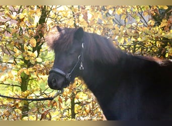 Shetland Ponies, Stallion, 1 year, 9,1 hh, Black