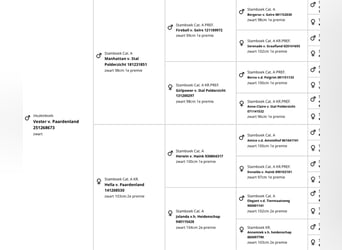 Shetland Ponies, Stallion, 1 year, 9,2 hh