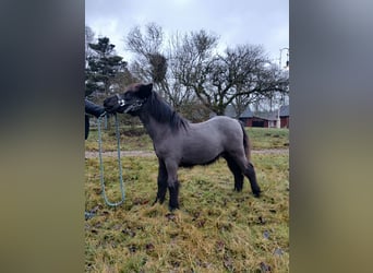 Shetland Ponies, Stallion, 1 year, 9,2 hh