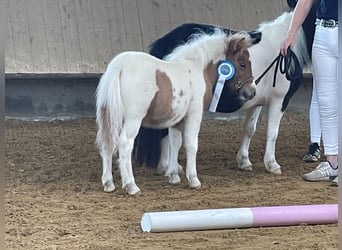 Shetland Ponies, Stallion, 1 year, 9,2 hh, Pinto