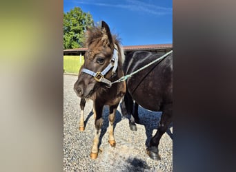 Shetland Ponies, Stallion, 1 year, 9,2 hh, Pinto