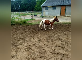Shetland Ponies, Stallion, 1 year, 9,2 hh, Tobiano-all-colors
