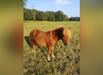 Shetland Ponies, Stallion, 1 year, Chestnut-Red