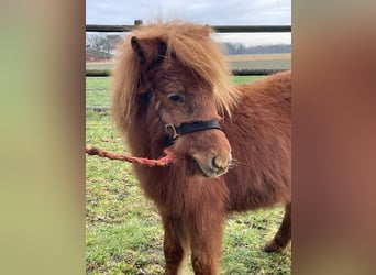 Shetland Ponies, Stallion, 1 year, Chestnut-Red