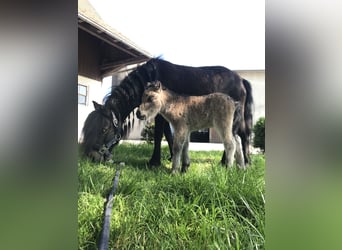 Shetland Ponies, Stallion, 1 year