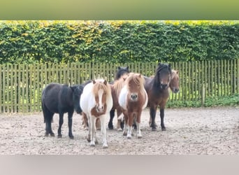 Shetland Ponies Mix, Stallion, 1 year