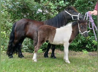 Shetland Ponies, Stallion, 1 year, Pinto