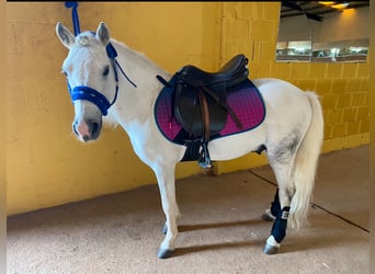 Shetland Ponies, Stallion, 20 years, 10,2 hh, Pinto