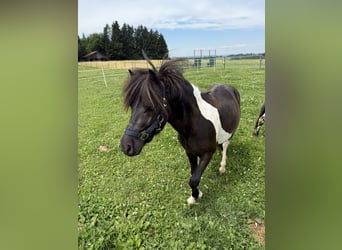 Shetland Ponies, Stallion, 2 years, 10,1 hh, Pinto