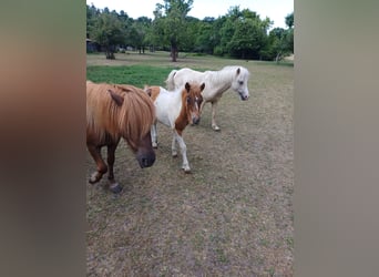 Shetland Ponies, Stallion, 2 years, 10,2 hh, Palomino