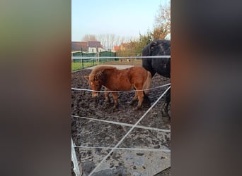 Shetland Ponies, Stallion, 2 years, 8,1 hh, Chestnut-Red