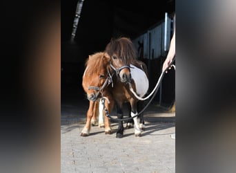 Shetland Ponies, Stallion, 2 years, 8.1 hh, Pinto