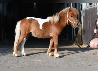 Shetland Ponies, Stallion, 2 years, 8.1 hh, Pinto