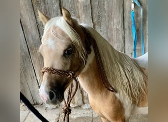 Shetland Ponies, Stallion, 2 years, 8 hh, Pinto