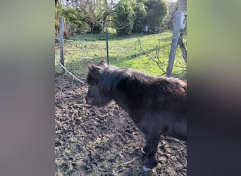 Shetland Ponies, Stallion, 2 years, 9.1 hh, Black