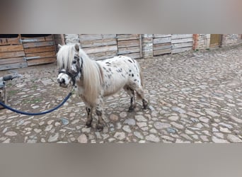 Shetland Ponies, Stallion, 2 years, 9.2 hh