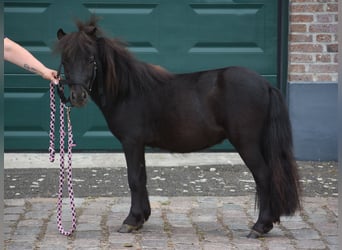 Shetland Ponies, Stallion, 2 years, Black
