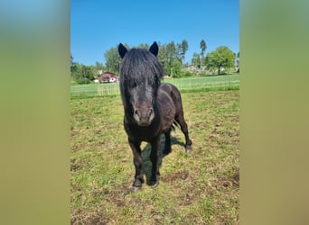 Shetland Ponies, Stallion, 2 years, Grullo