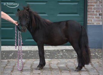 Shetland Ponies, Stallion, 2 years